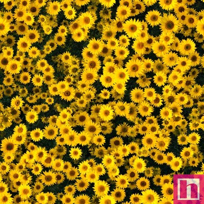 67542 TEJIDO ESTAMPADO NATURALEZA (12) 1.40 M. 110 GR/M2. ALGODON 100% GIRASOLES Venta en piezas de 5.00 M