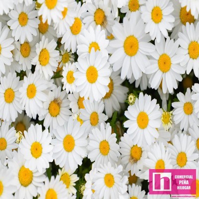 64282 LONETA ESTAMPADA ANTIMANCHAS EXPLOSION FLORAL-MARGARITAS (01) 1.50 M. 210 GR/M2 ALGODON 100% BLANCO Venta en piezas de 6.0